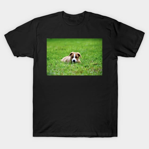 Welpen I / Swiss Artwork Photography T-Shirt by RaphaelWolf